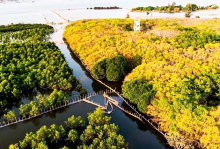 Ru Cha mangrove forest (Photo: internet)