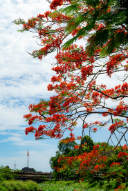 Huế - Mùa hoa phượng vĩ